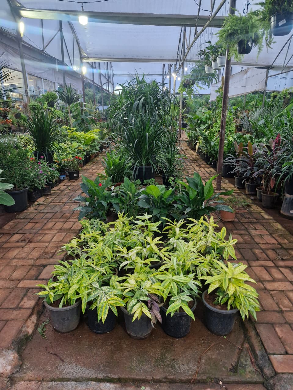 Sunlit rows of potted plants inside Shrushti Ropvatika nursery
